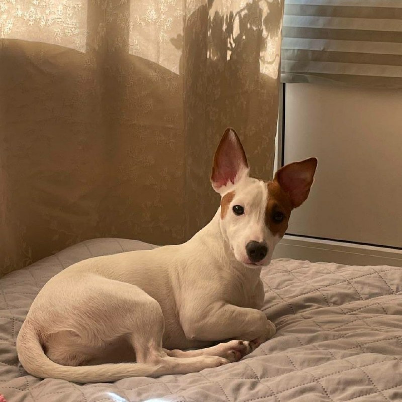 Lost dog, джек рассел терьер in Saint Petersburg — identification photo, lost & found pet database Pathfinder