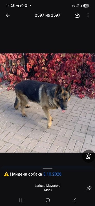 Found brown dog, немецкая овчарка in Povadino — identification photo, lost & found pet database Pathfinder