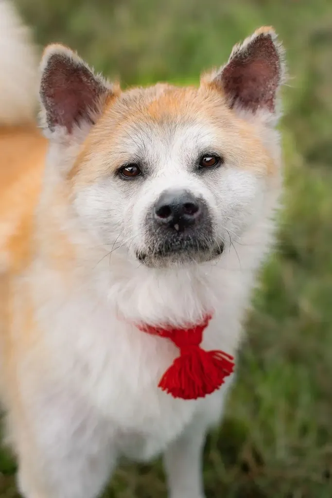 Adoptable dog, акита in Bronnitsy — identification photo, lost & found pet database Pathfinder