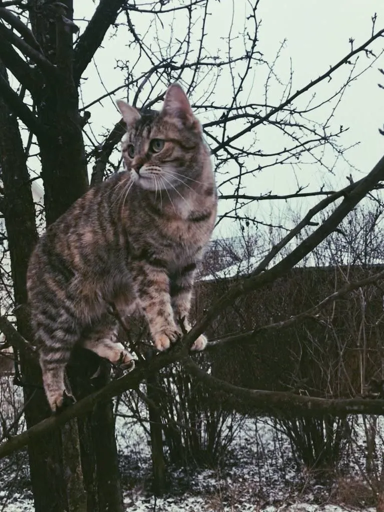 Lost cat, дворняжка in Orekhovo Zuevo — identification photo, lost & found pet database Pathfinder