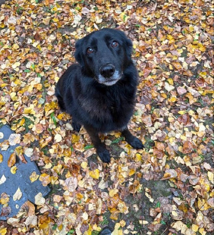 Lost black dog in Domodedovo — identification photo, lost & found pet database Pathfinder