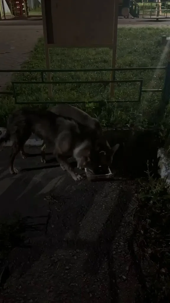Adoptable brown dog, метис in Nikonovskoe — identification photo, lost & found pet database Pathfinder