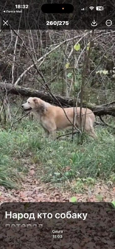 Found cream dog, метис in Moscow — identification photo, lost & found pet database Pathfinder
