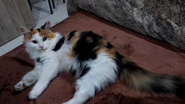 Lost white cat in Yekaterinburg — identification photo, lost & found pet database Pathfinder