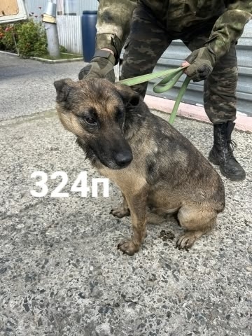 Lost brown dog in Novosibirsk — identification photo, lost & found pet database Pathfinder