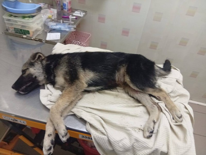Adoptable cream dog in Moscow — identification photo, lost & found pet database Pathfinder
