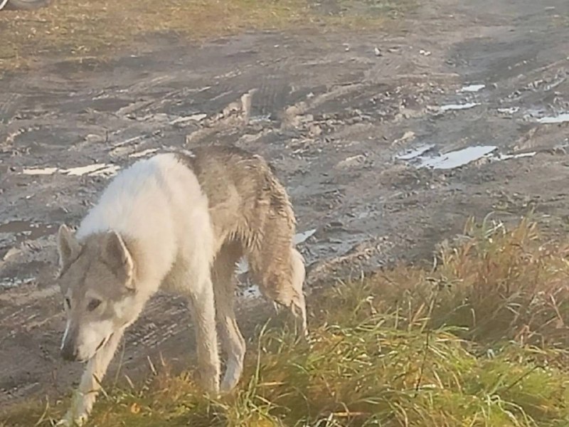 Found dog, лайка in Klevakinskoe — identification photo, lost & found pet database Pathfinder