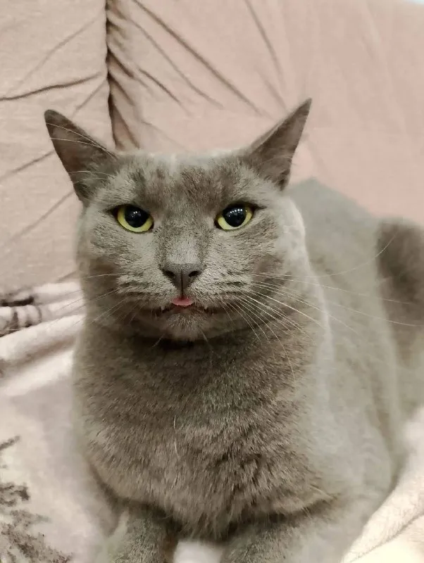 Lost gray cat in Barinovo — identification photo, lost & found pet database Pathfinder