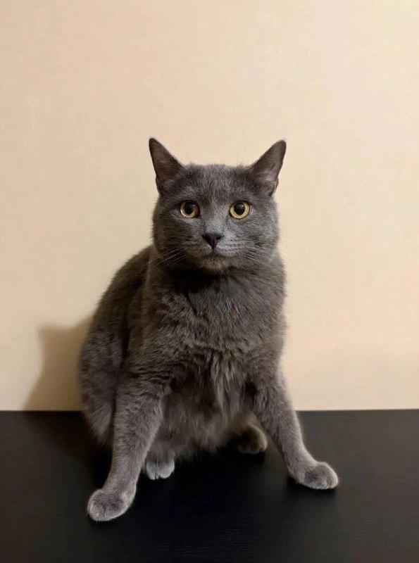 Adoptable gray cat in Volgograd — identification photo, lost & found pet database Pathfinder