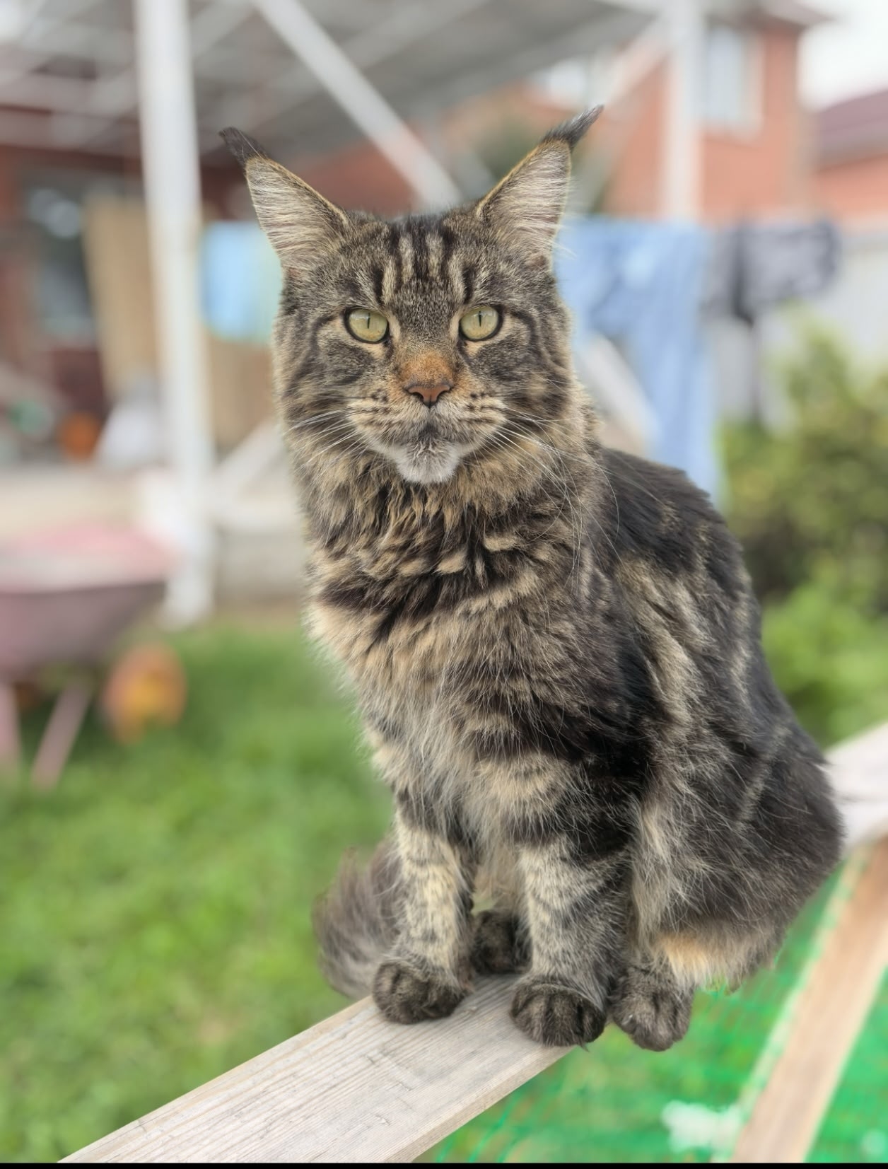 Lost brown cat in Ob — identification photo, lost & found pet database Pathfinder