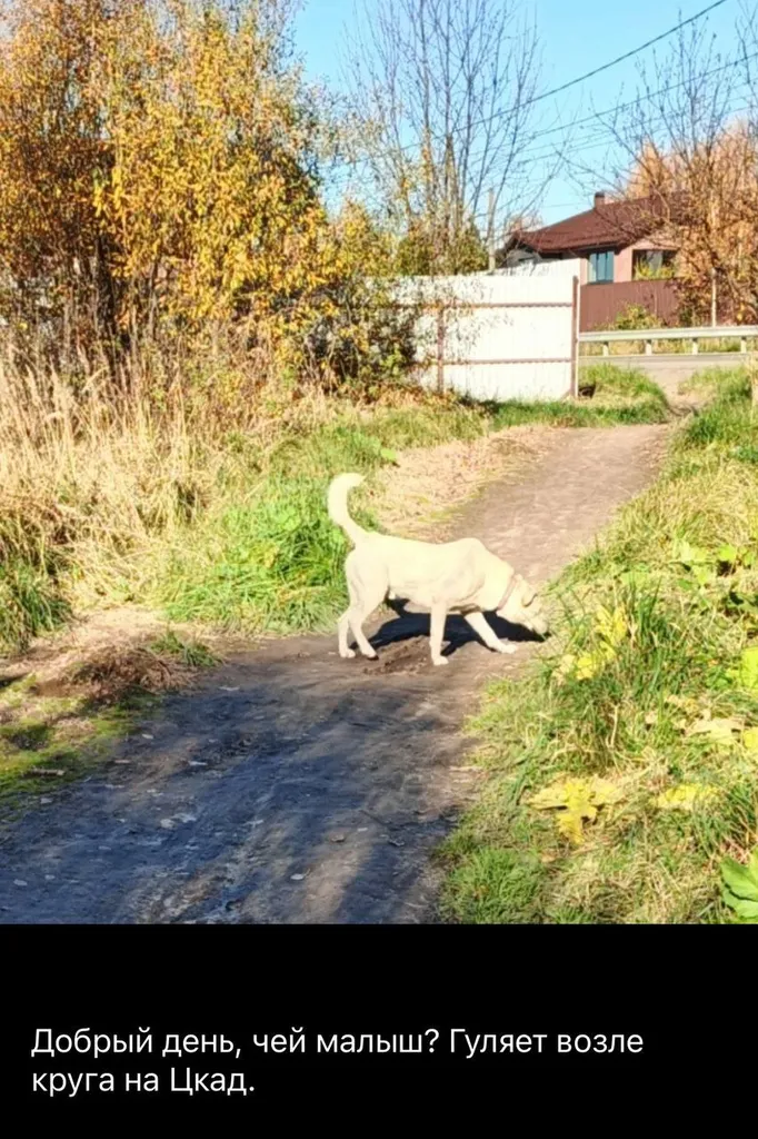 Found dog in Zvenigorod — identification photo, lost & found pet database Pathfinder