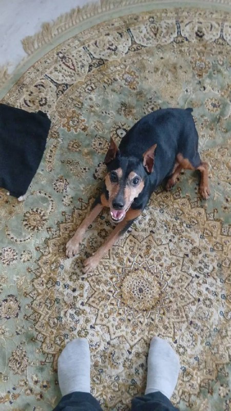 Found brown dog, цвергпинчер in Zelenogradskiy — identification photo, lost & found pet database Pathfinder