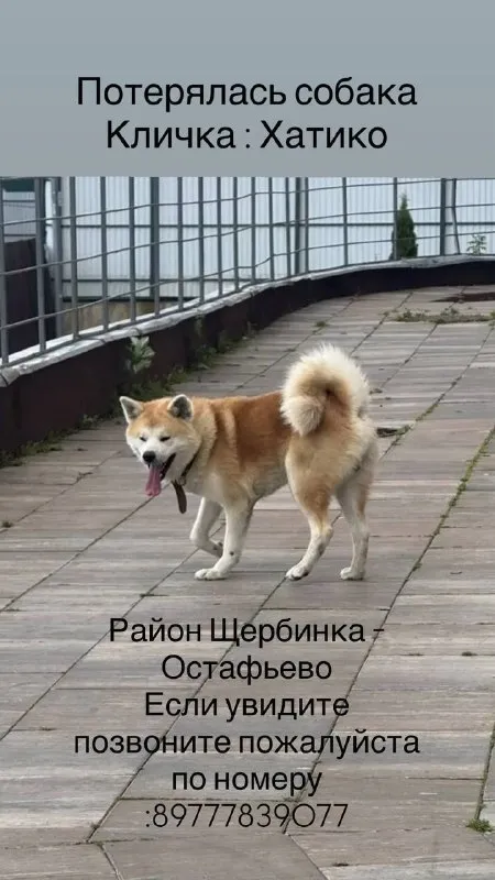 Lost white dog, акита ину in Shcherbinka — identification photo, lost & found pet database Pathfinder