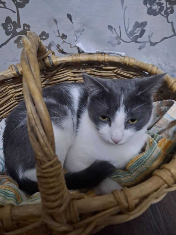 Found cat in Saint Petersburg — identification photo, lost & found pet database Pathfinder