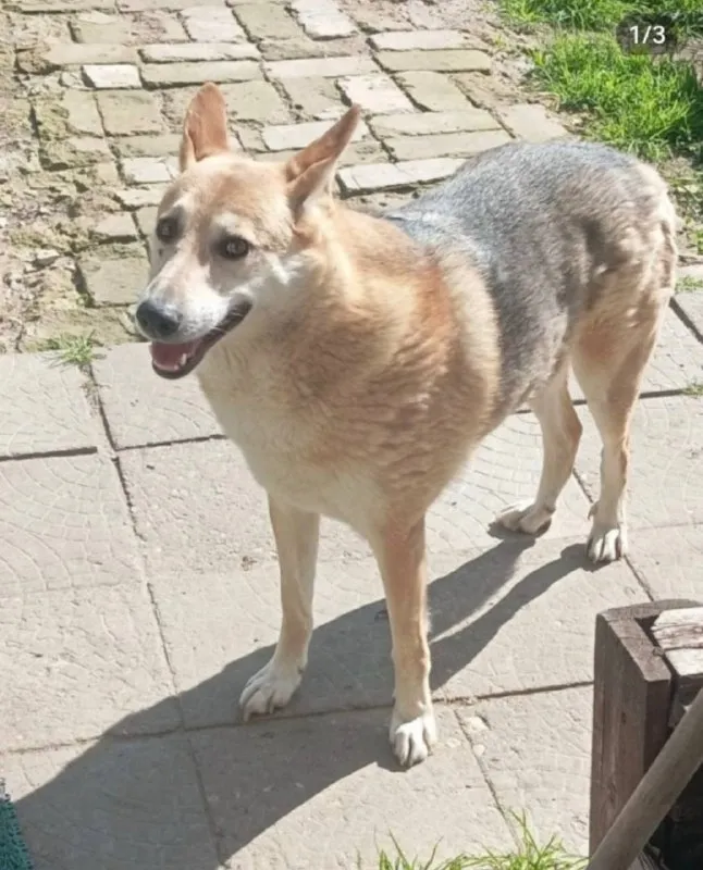 Lost cream dog in Elektrostal — identification photo, lost & found pet database Pathfinder