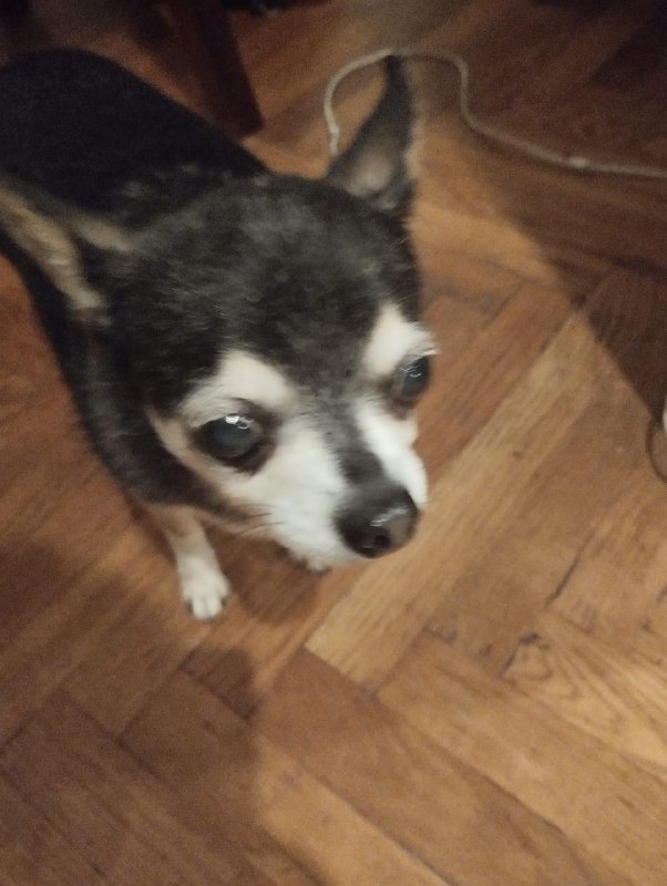 Found white dog in Mitino — identification photo, lost & found pet database Pathfinder