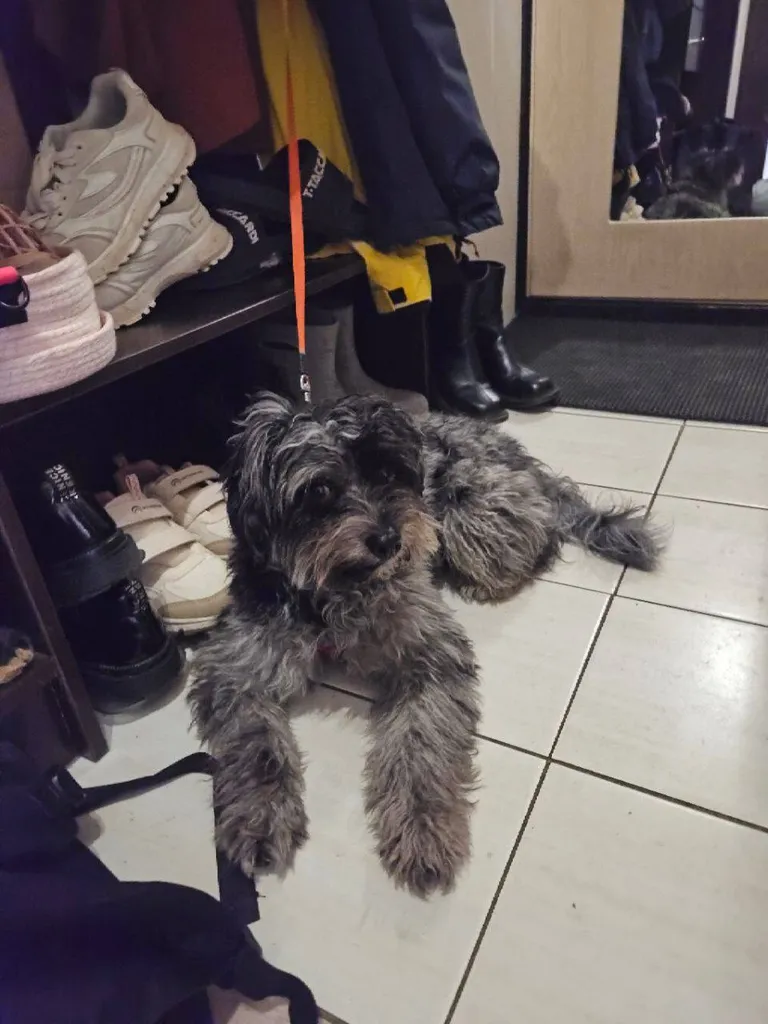 Found dog, метис in Balashikha — identification photo, lost & found pet database Pathfinder