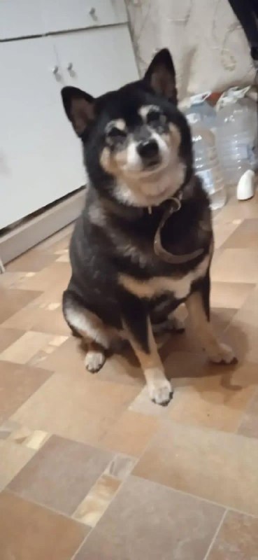 Lost cream dog, сиба ину in Ramenskoe — identification photo, lost & found pet database Pathfinder