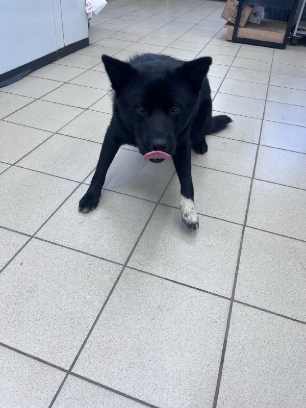 Adoptable black dog, метис in Perm — identification photo, lost & found pet database Pathfinder