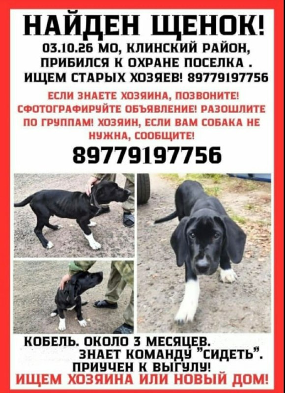 Found black dog in Zubovo — identification photo, lost & found pet database Pathfinder