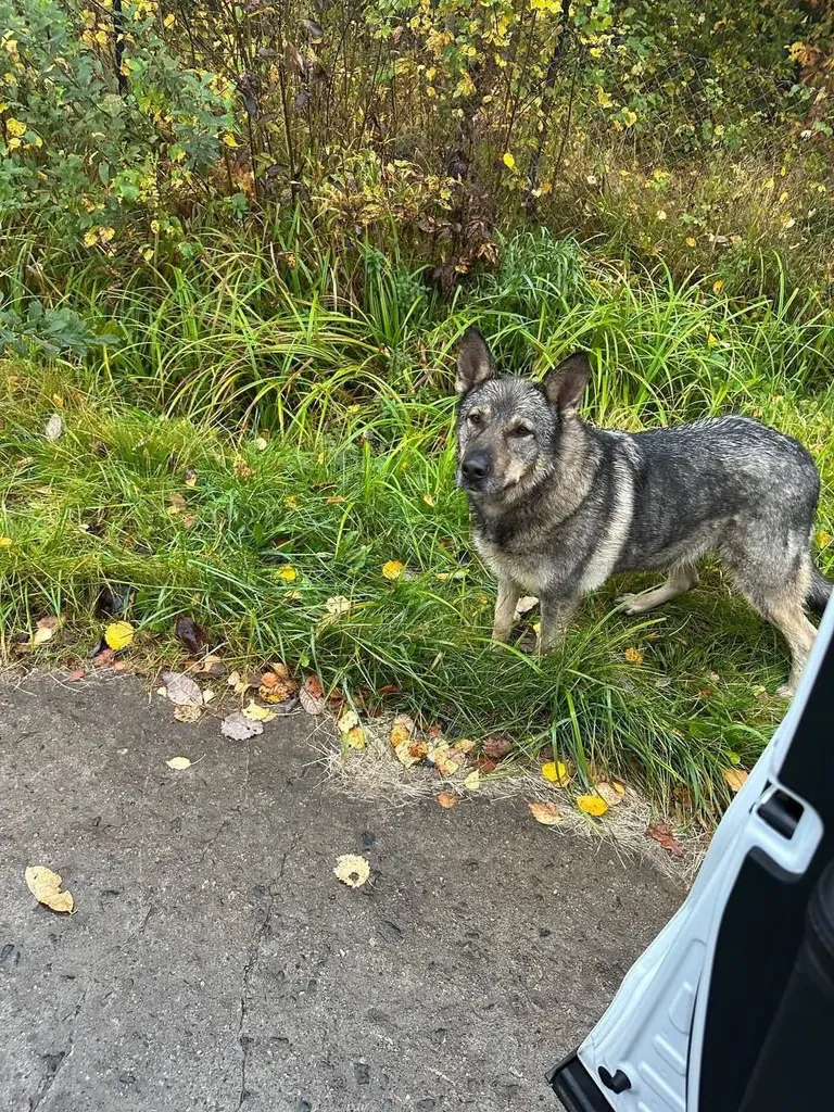 Lost dog, волкодав in Zelenaya Roshcha — identification photo, lost & found pet database Pathfinder