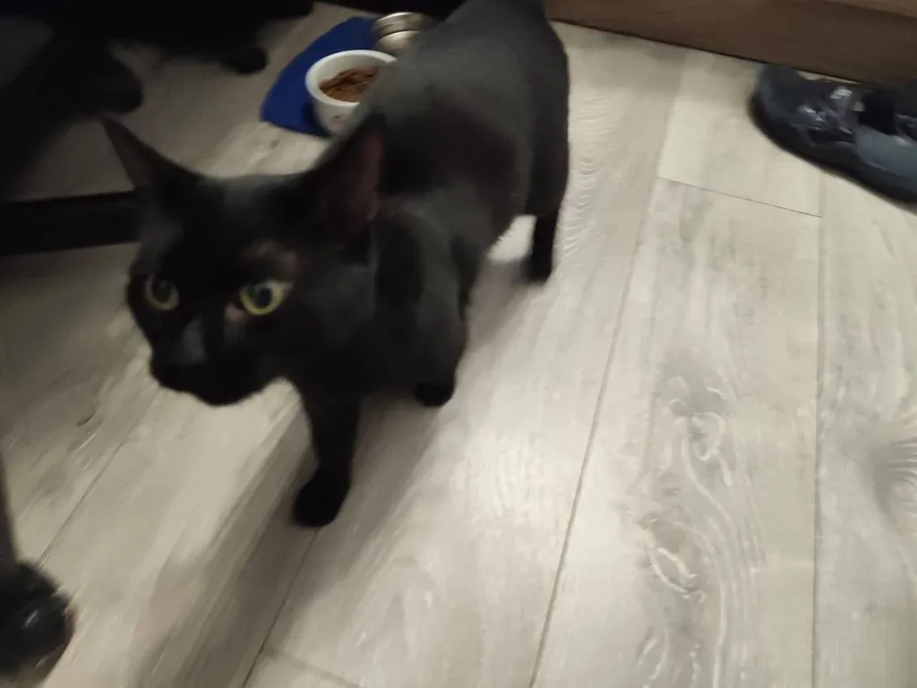Found cat in Moscow — identification photo, lost & found pet database Pathfinder