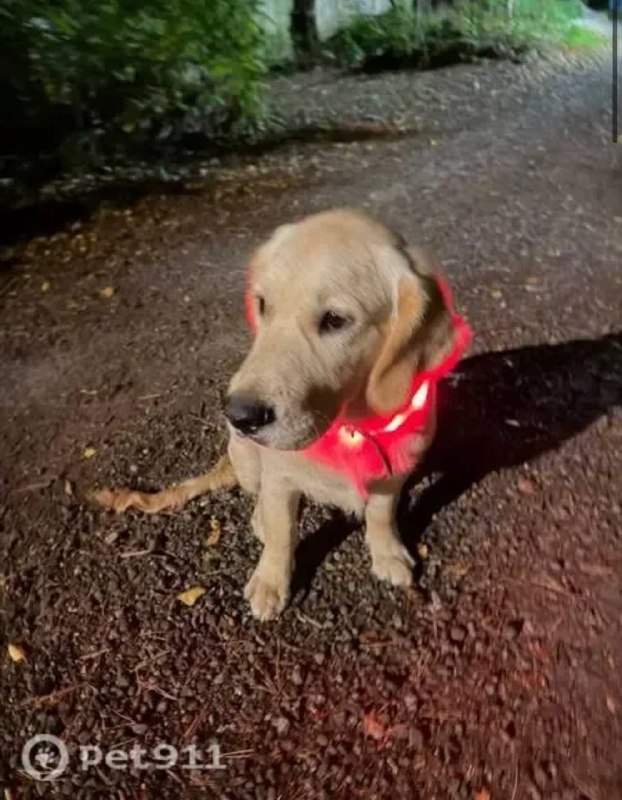 Lost cream dog in Ramenskoe — identification photo, lost & found pet database Pathfinder