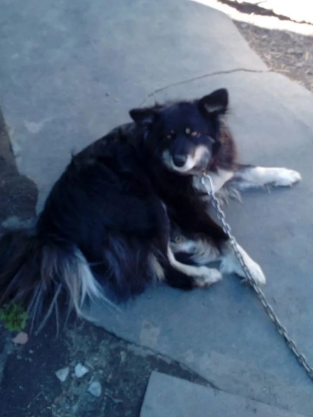 Lost black dog in Novosibirsk — identification photo, lost & found pet database Pathfinder
