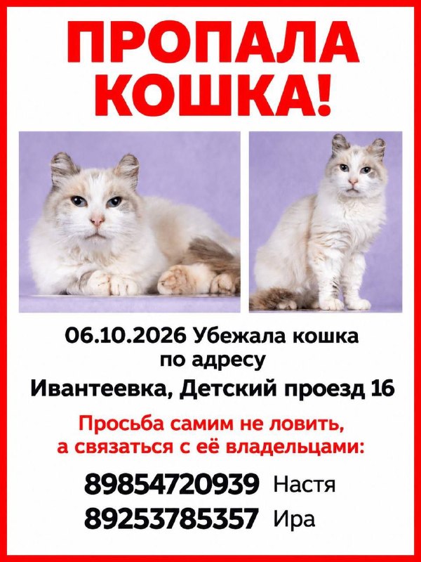 Lost white cat in Ivanteevka — identification photo, lost & found pet database Pathfinder