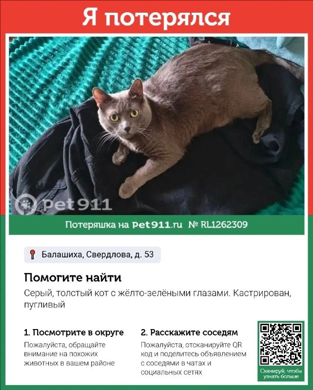 Lost gray cat in Balashikha — identification photo, lost & found pet database Pathfinder
