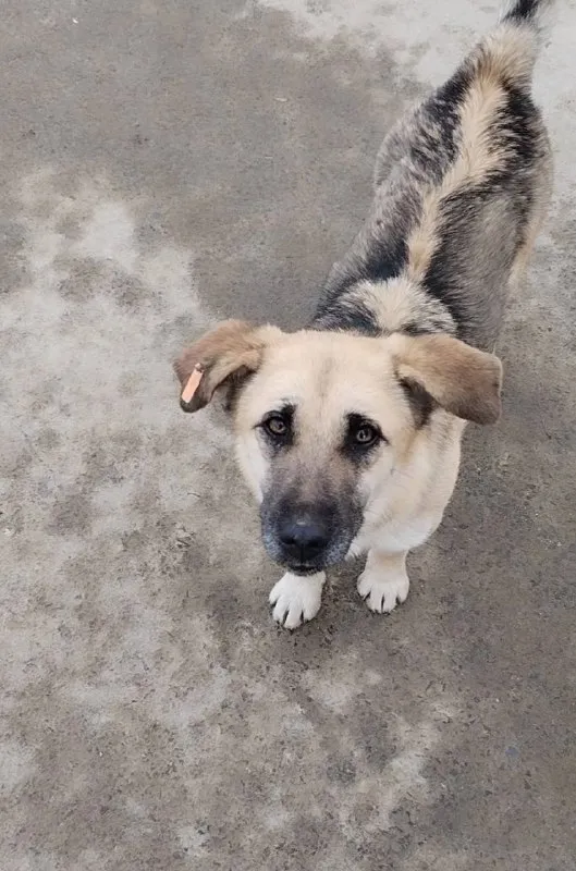 Lost white dog in Berezovskiy — identification photo, lost & found pet database Pathfinder