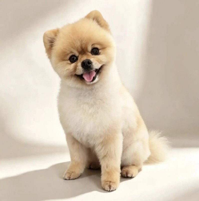Lost cream dog, шпиц in Tavatuy — identification photo, lost & found pet database Pathfinder