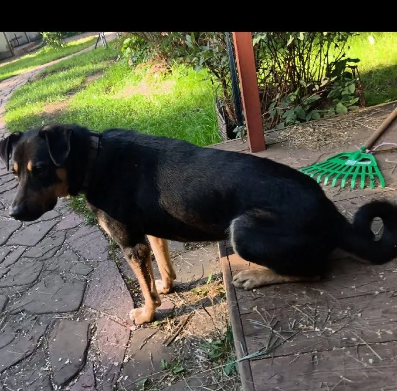 Lost brown dog in Zhukovskiy — identification photo, lost & found pet database Pathfinder