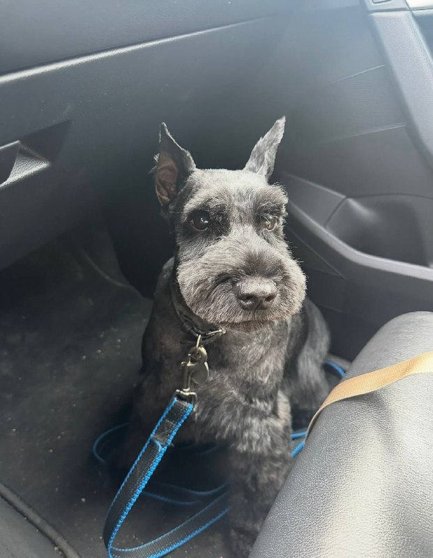 Lost black dog, цвергшнауцер in Khimki — identification photo, lost & found pet database Pathfinder