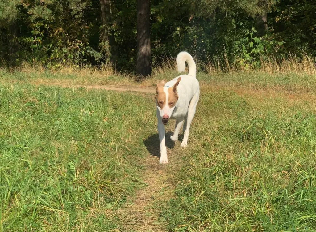 Lost dog, метис in Mytishchi — identification photo, lost & found pet database Pathfinder