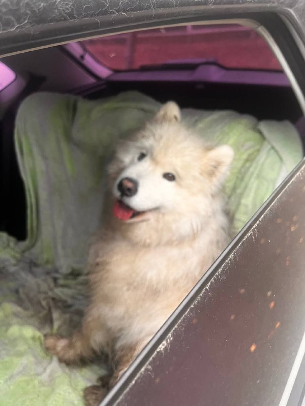 Found white dog in Neroshchino — identification photo, lost & found pet database Pathfinder