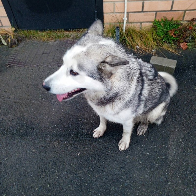 Found gray dog, хаски in Novoberezovskiy — identification photo, lost & found pet database Pathfinder
