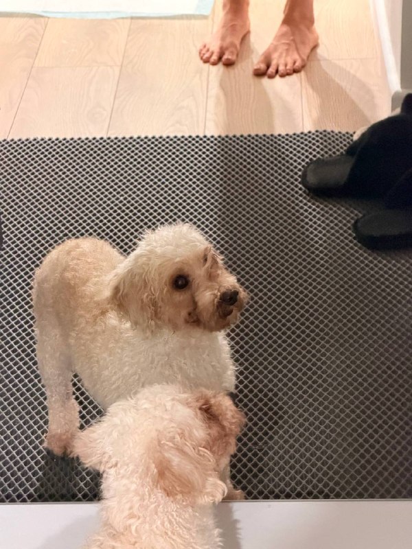 Found cream dog in Podolsk — identification photo, lost & found pet database Pathfinder