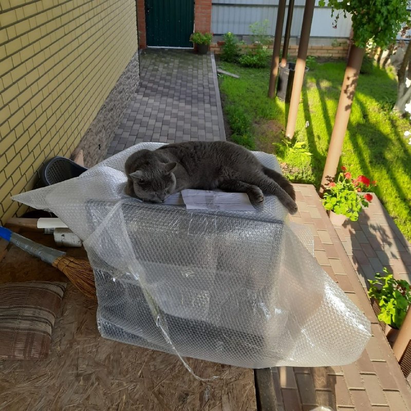 Lost gray cat in Bolshie Dvory — identification photo, lost & found pet database Pathfinder