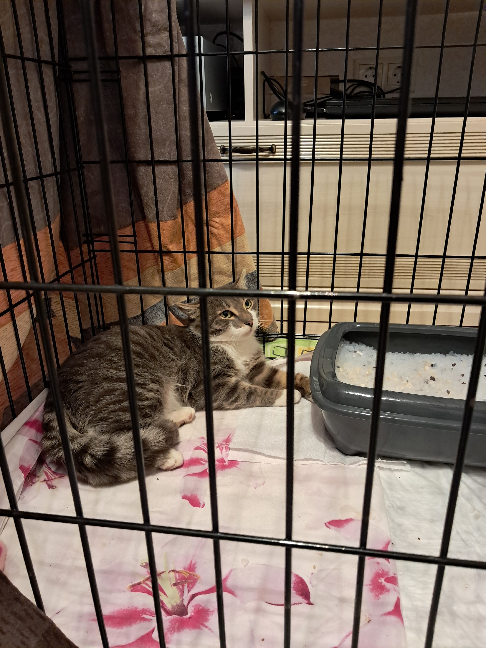 Found brown cat in Novosibirsk — identification photo, lost & found pet database Pathfinder