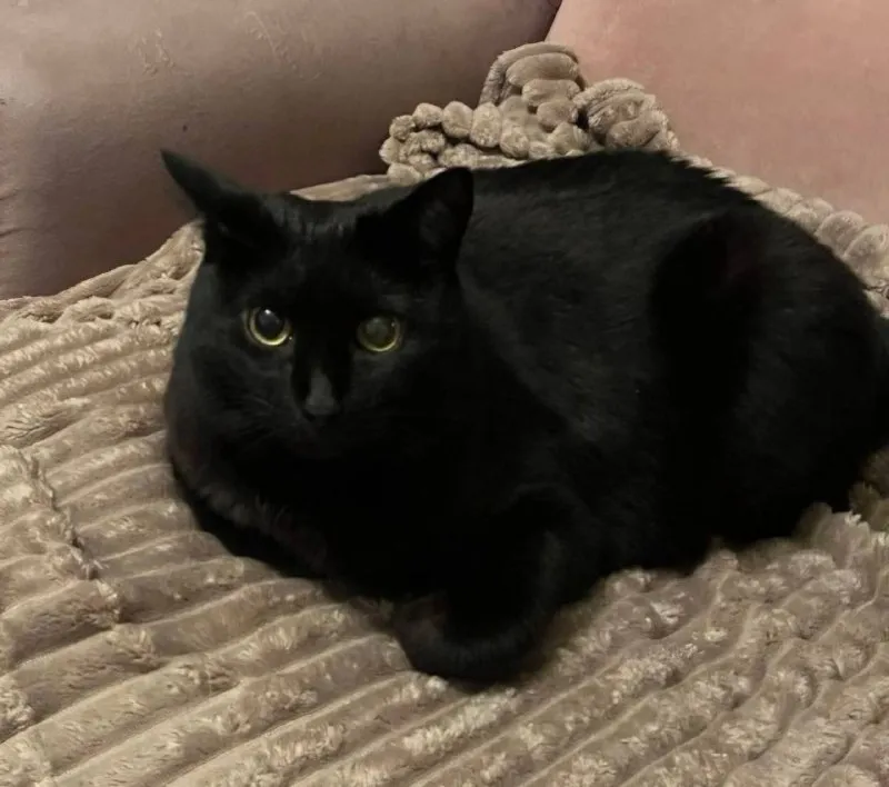 Lost black cat in Alferovo — identification photo, lost & found pet database Pathfinder