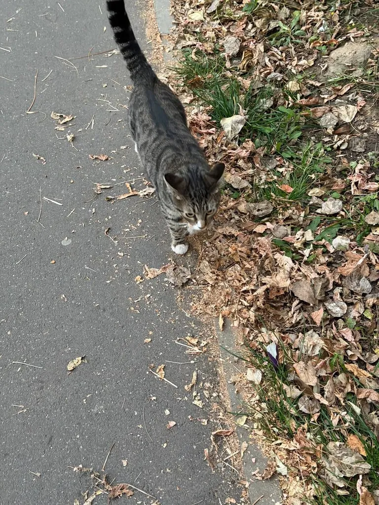 Found cat in Moscow — identification photo, lost & found pet database Pathfinder