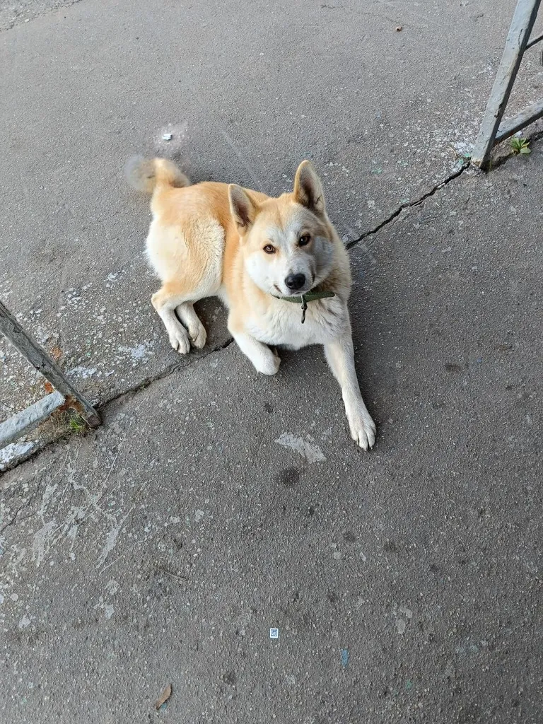 Found dog, метис in Funkovo — identification photo, lost & found pet database Pathfinder