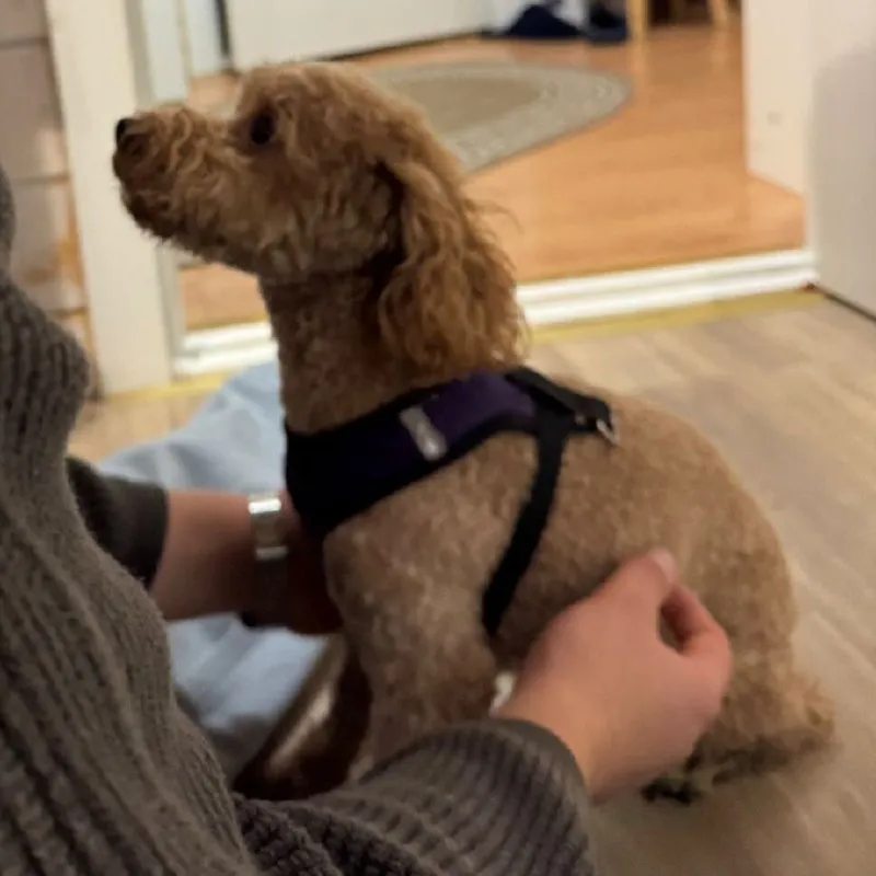 Lost dog, пудель in Pavlovsk — identification photo, lost & found pet database Pathfinder