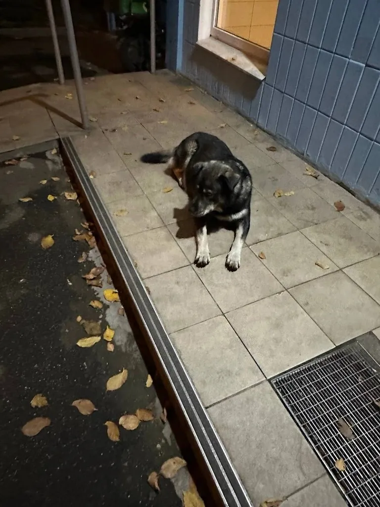 Found dog in Orekhovo Borisovo Yuzhnoe — identification photo, lost & found pet database Pathfinder