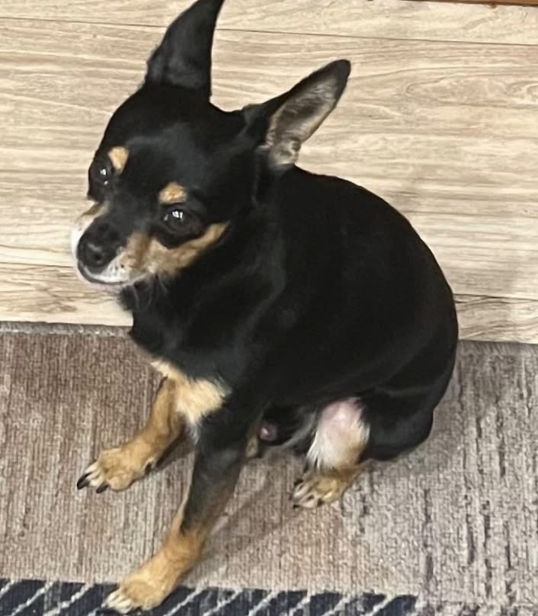 Found brown pet in Kolyvan — identification photo, lost & found pet database Pathfinder