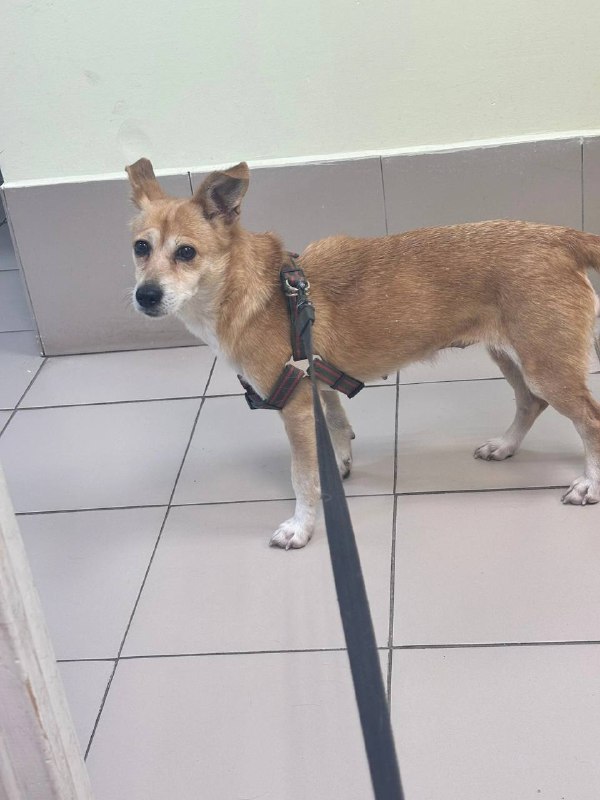 Found ginger dog in Verkhnyaya Pyshma — identification photo, lost & found pet database Pathfinder