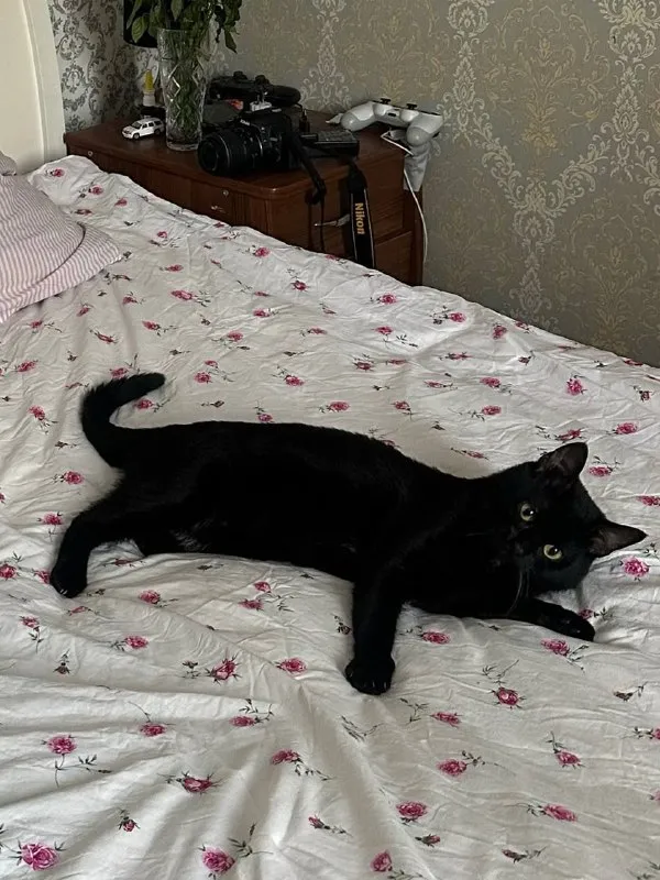 Lost black cat in Mikhaylovskoe — identification photo, lost & found pet database Pathfinder