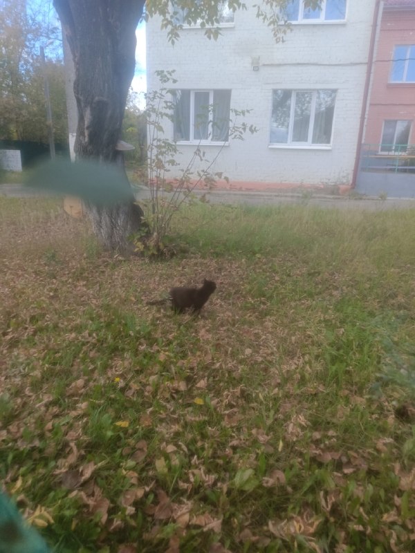 Found cat in Perm — identification photo, lost & found pet database Pathfinder