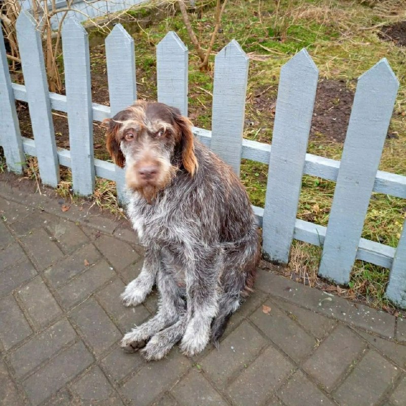 Lost brown dog, дратхаар in Koltushi — identification photo, lost & found pet database Pathfinder